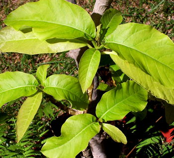 Pisonia grandis Alba