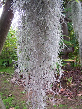 Kartuz Greenhouses: Tillandsia usneoides