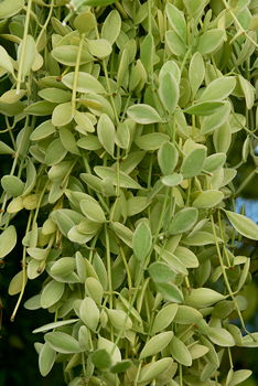 Dischidia sp White Diamond