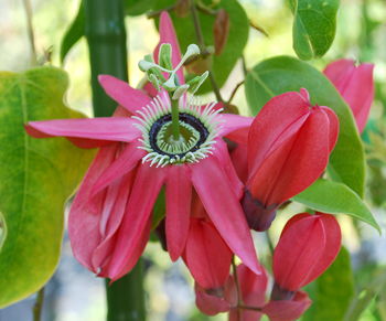 Passiflora racemosa Coral Flame