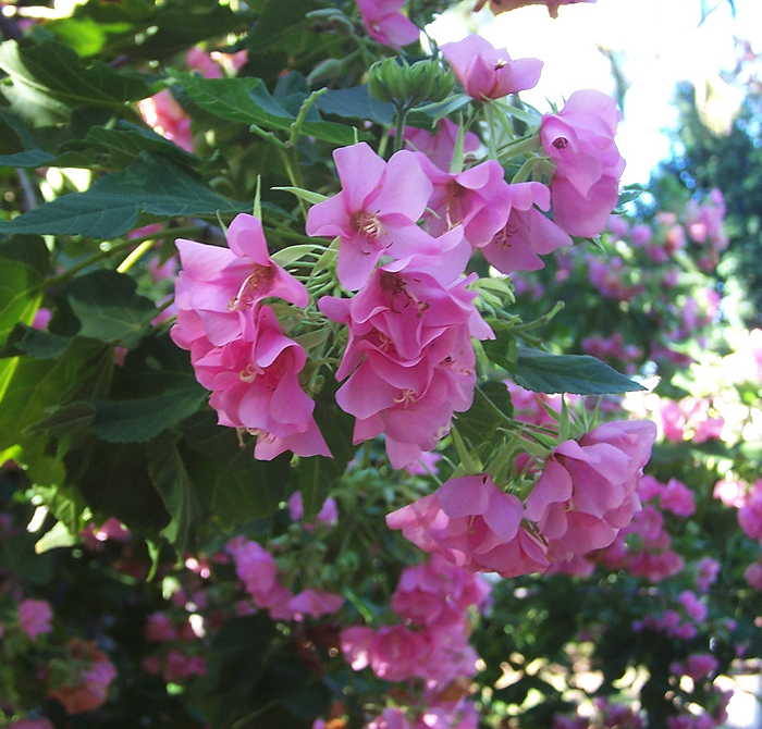 Dombeya elegans hybrid