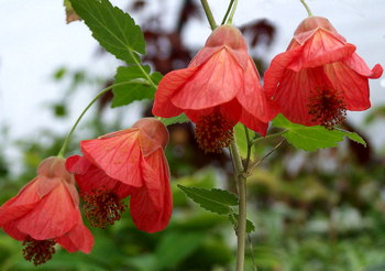 Abutilon x hybridum Firefly