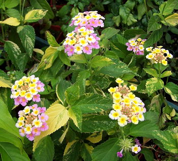 Lantana camara Greg Grant