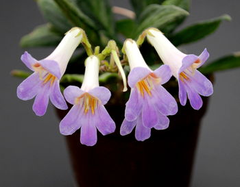 Primulina Piccolo