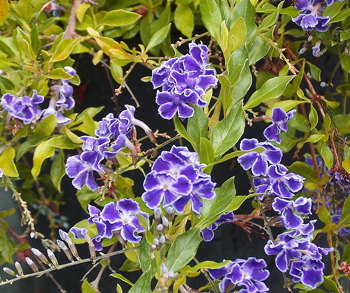 Duranta erecta Little Geisha Girl