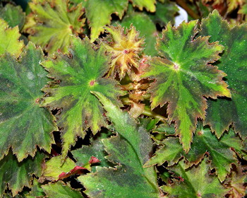 Begonia Pixie's Reward