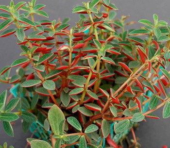 Peperomia rubella