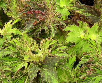 Begonia Curly Cleo