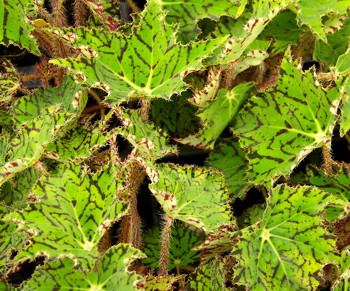 Begonia Jealous Zebra