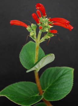 Sinningia macrostachya