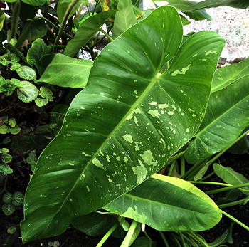 Philodendron Jose Buono