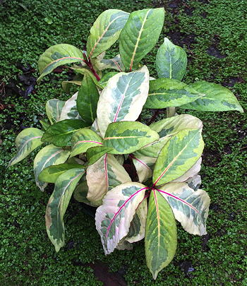 Sanchezia Singapore Gold