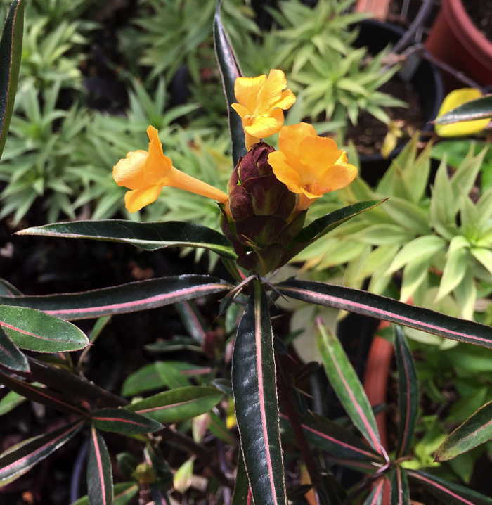 Barleria lupulina