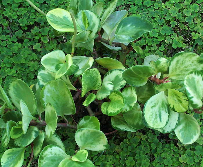 Peperomia obtusifolia Golden Gate