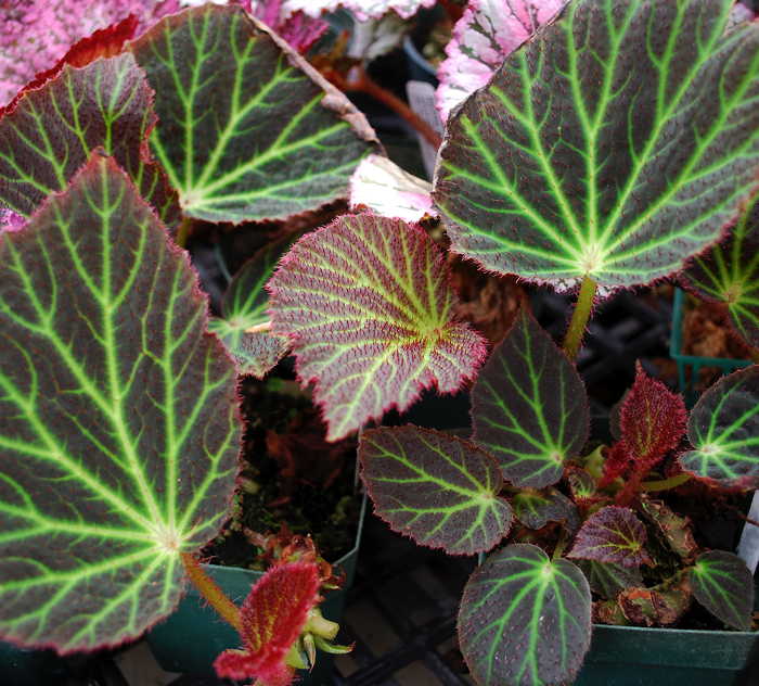 Begonia chloroneura
