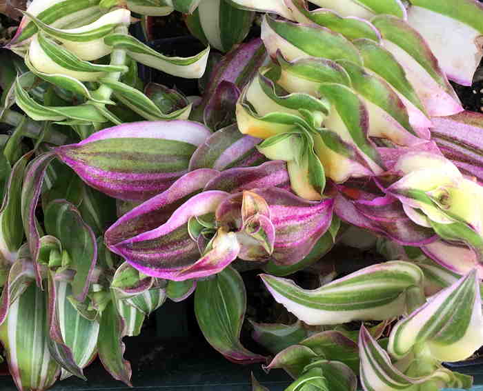 Callisia congesta Variegata