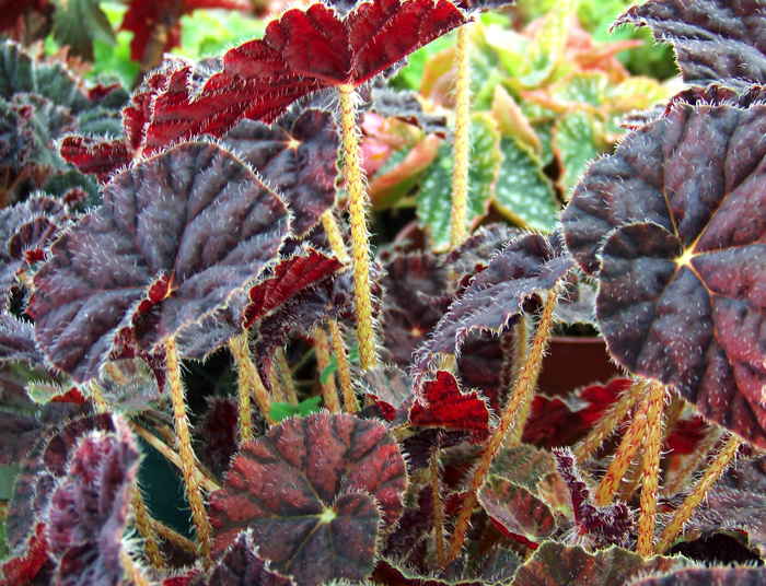 Begonia Red Tiger