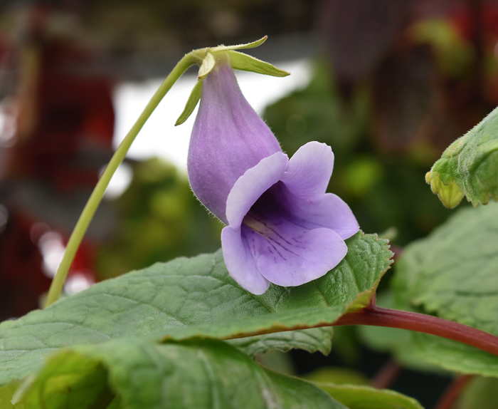 Sinningia eumorpha Clenilson