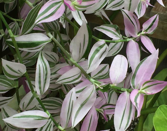 tradescantia fluminensis