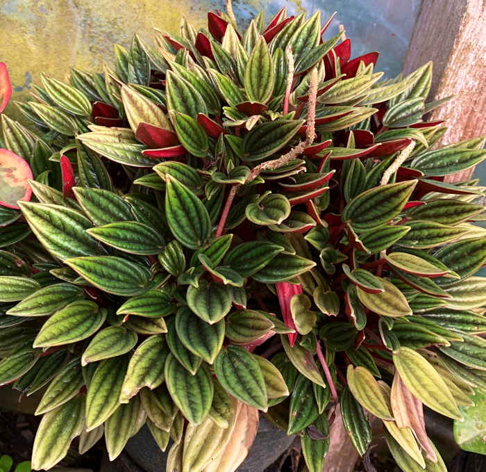 Peperomia caperata Rosso