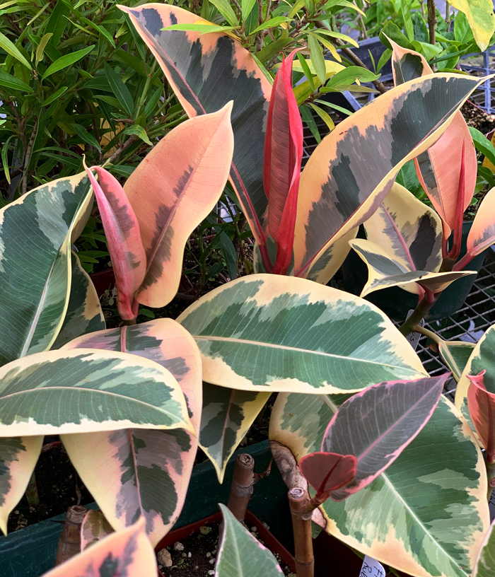 Ficus elastica Variegata