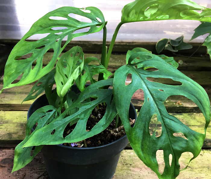 Monstera adansonii