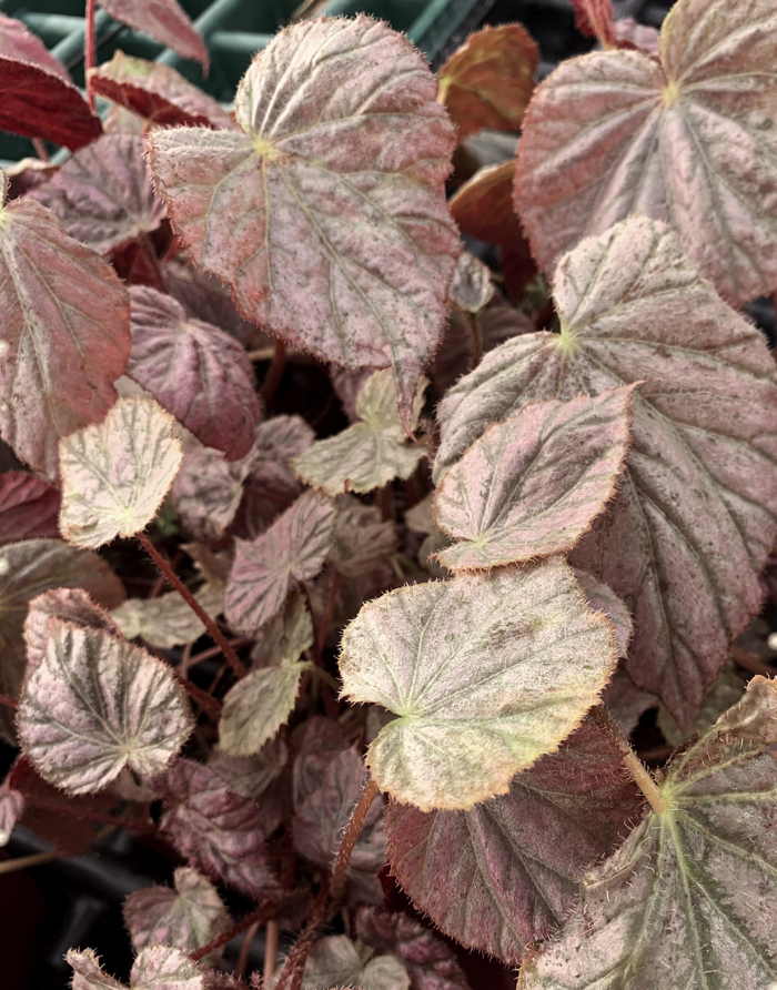 Begonia Harmony's Stormy Sunset