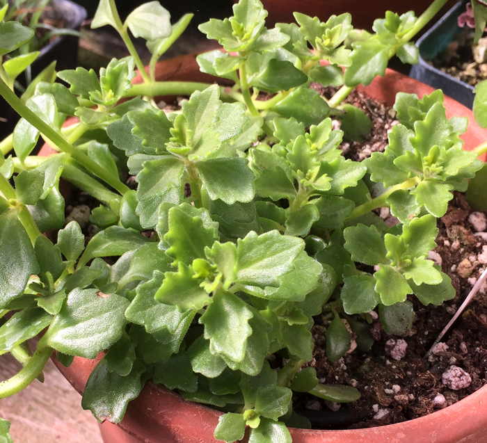 Plectranthus spicatus