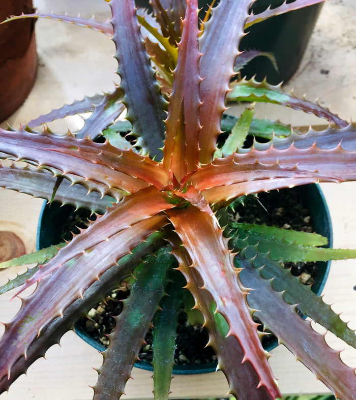 Orthophytum Copper Penny