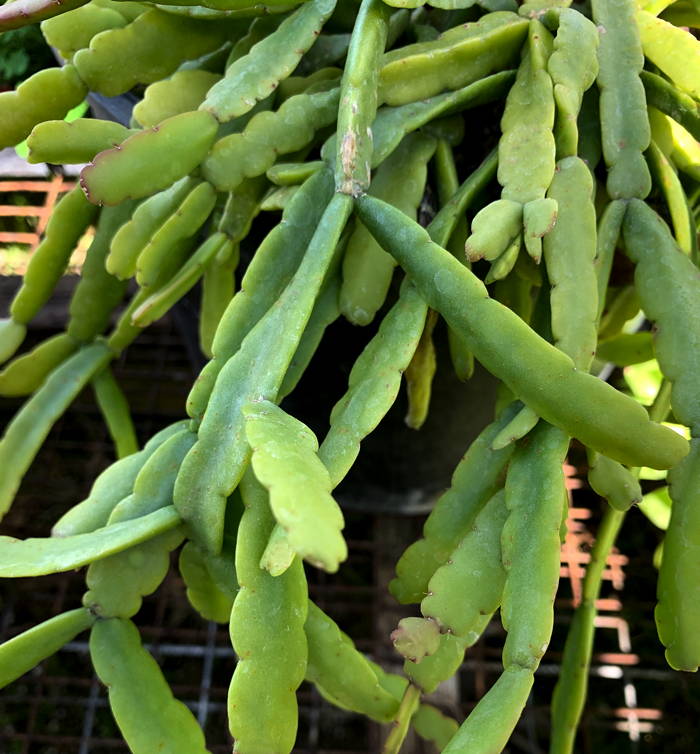 Rhipsalis micrantha subsp. rauhiorum