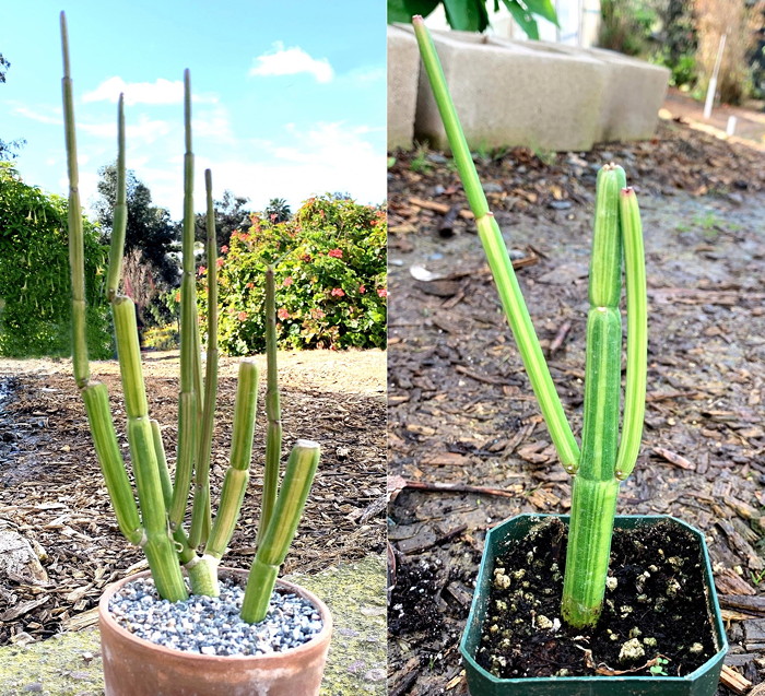 Ceropegia fusca Variegated