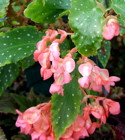 Begonia Coral Chimes