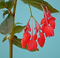 Begonia foliosa var miniata