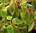 Begonia Palomar Pirate