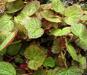 Begonia Caribbean Prince