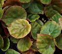 Begonia coriacea
