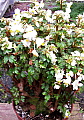 Begonia dregei