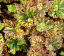Begonia Palomar Shadows