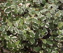 Ficus pumila Snowflake