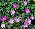 Erodium reichardii Bishops Form