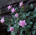 Erodium reichardii Flore Plena