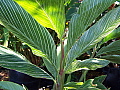 Alpinia formosana Pinstripe