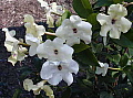 Brunfelsia americana