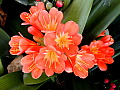 Clivia miniata - Orange Fl