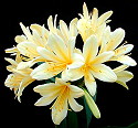 Clivia miniata Golden Dragon