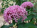 Clerodendrum bungei