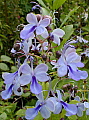 Rotheca myricoides Ugandense