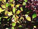 Coprosma repens Coppershine