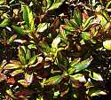 Coprosma repens Evening Glow