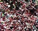 Coprosma repens Rainbow Surprise